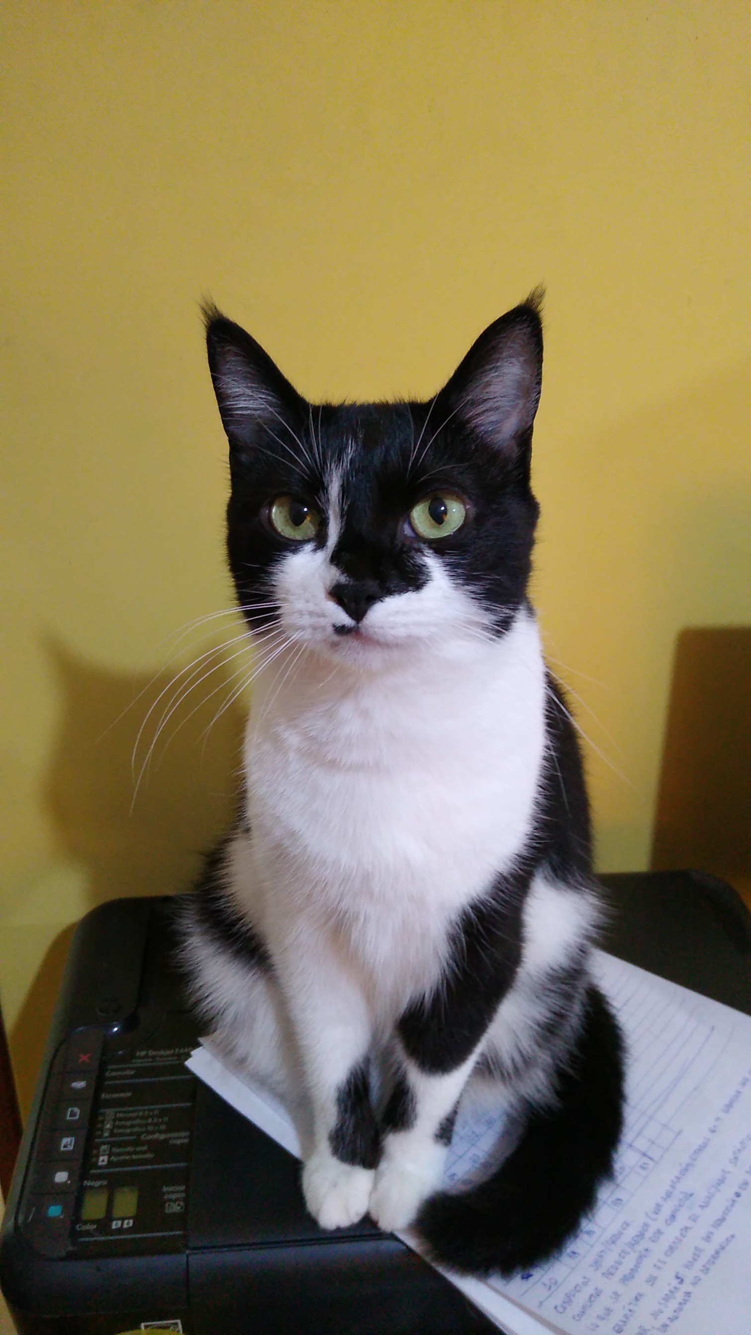 ada