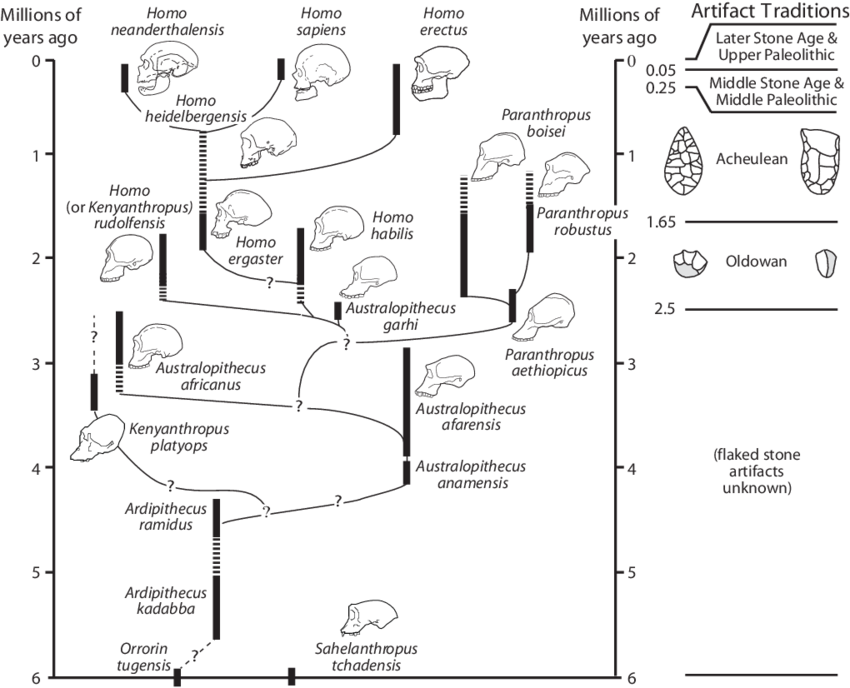 philogeny-tree